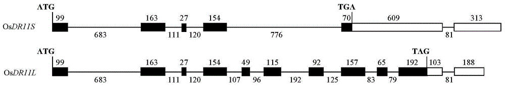 水稻抗病相关基因OsDR11及其在水稻抗病中的应用的制作方法与工艺
