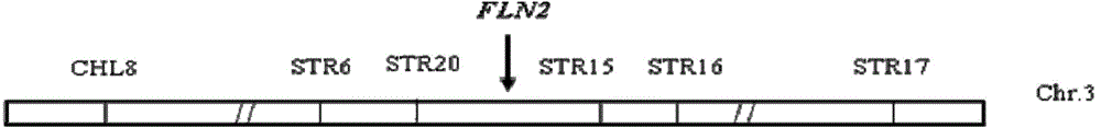 水稻质体发育调控基因FLN2及其用途的制作方法与工艺