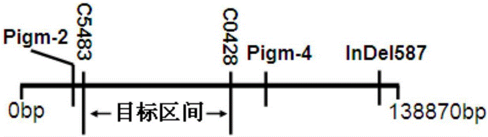 谷梅4号抗稻瘟病基因Pigm的分子标记及其应用的制作方法与工艺
