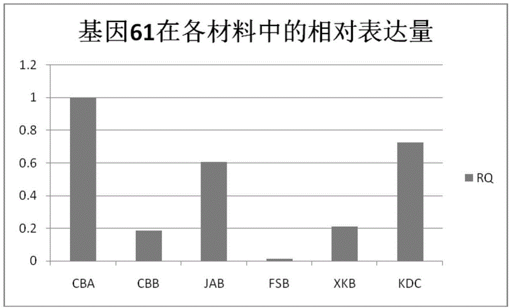 一种提高人参抗病性的基因g61及其编码蛋白的制作方法与工艺