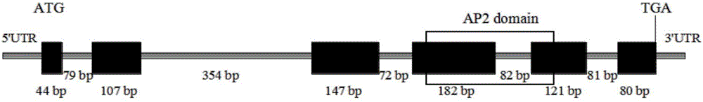 菘藍IiAP2/ERF049基因在調(diào)控木脂素類化合物合成中的應(yīng)用的制作方法與工藝