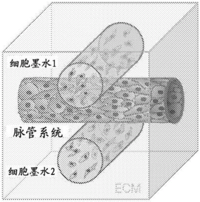 打印具有包埋的脉管系统的组织构建体的方法与流程