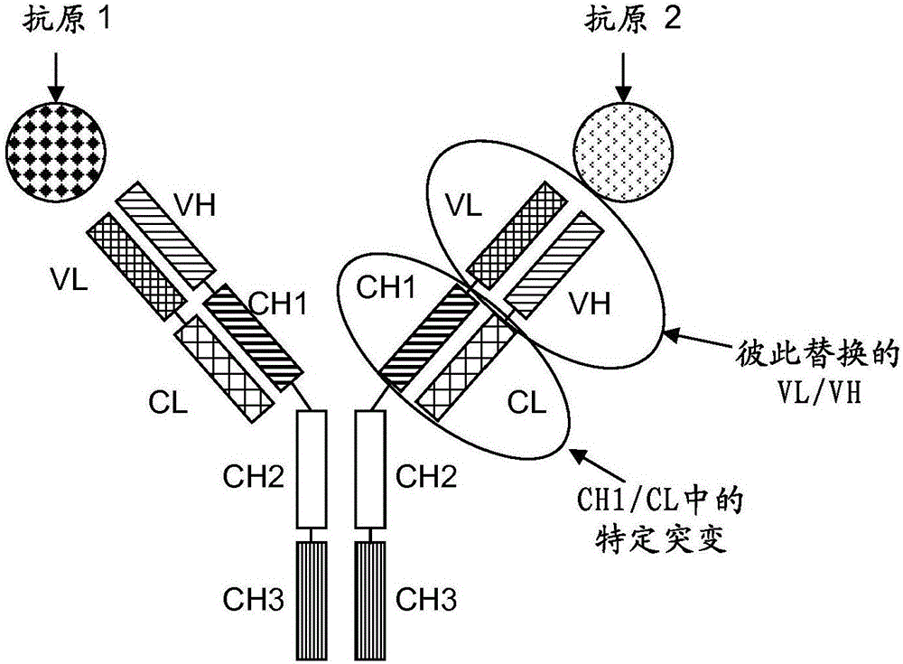 多特异性抗体的制作方法与工艺