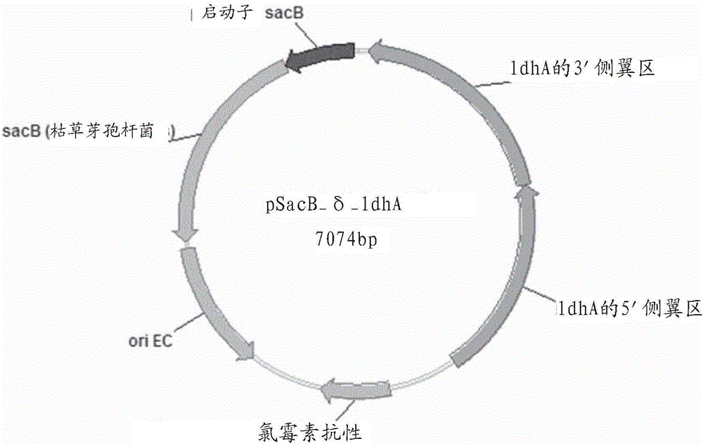 用于基于蔗糖的改善精细化学品产生的修饰微生物的制作方法与工艺