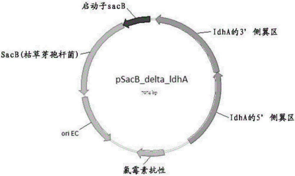 具有改進(jìn)的生物質(zhì)分離行為的修飾微生物的制作方法與工藝