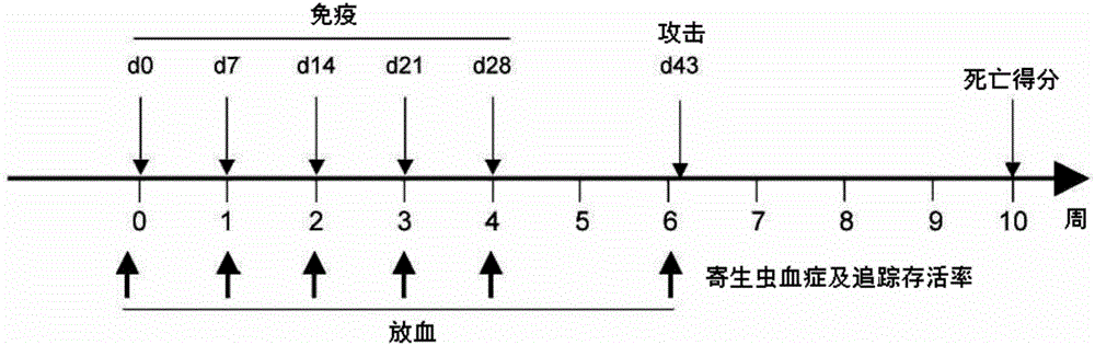 基于作為異源多肽載體的包含非節(jié)段負鏈RNA病毒的核蛋白的多聚核糖核蛋白的亞單位疫苗平臺的制作方法與工藝