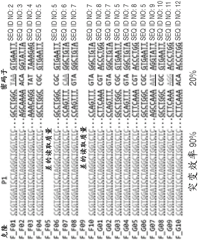 CRISPR支持的多路基因组工程化的制作方法与工艺