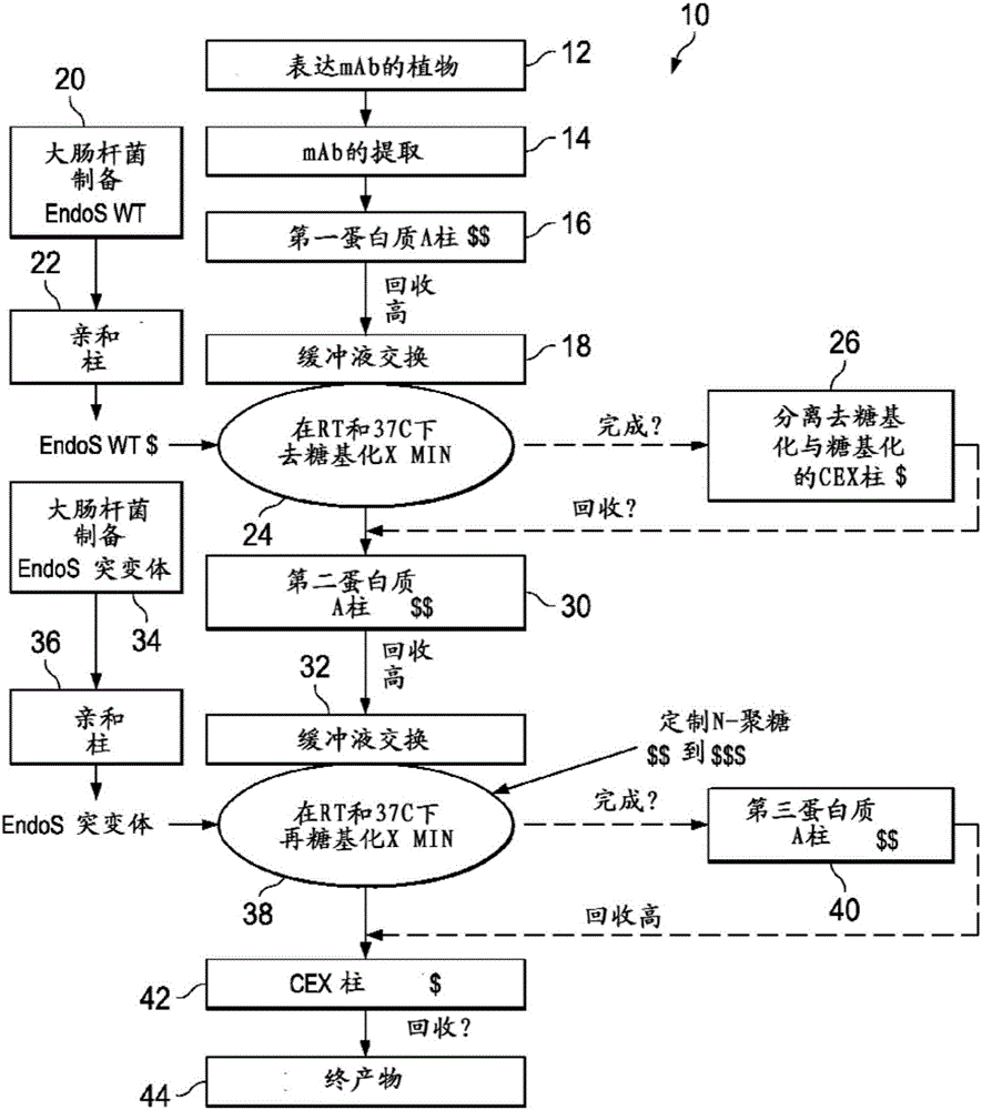 用作下游蛋白質(zhì)糖重構(gòu)的底物的去糖基化的重組蛋白質(zhì)的體內(nèi)制備的方法與流程