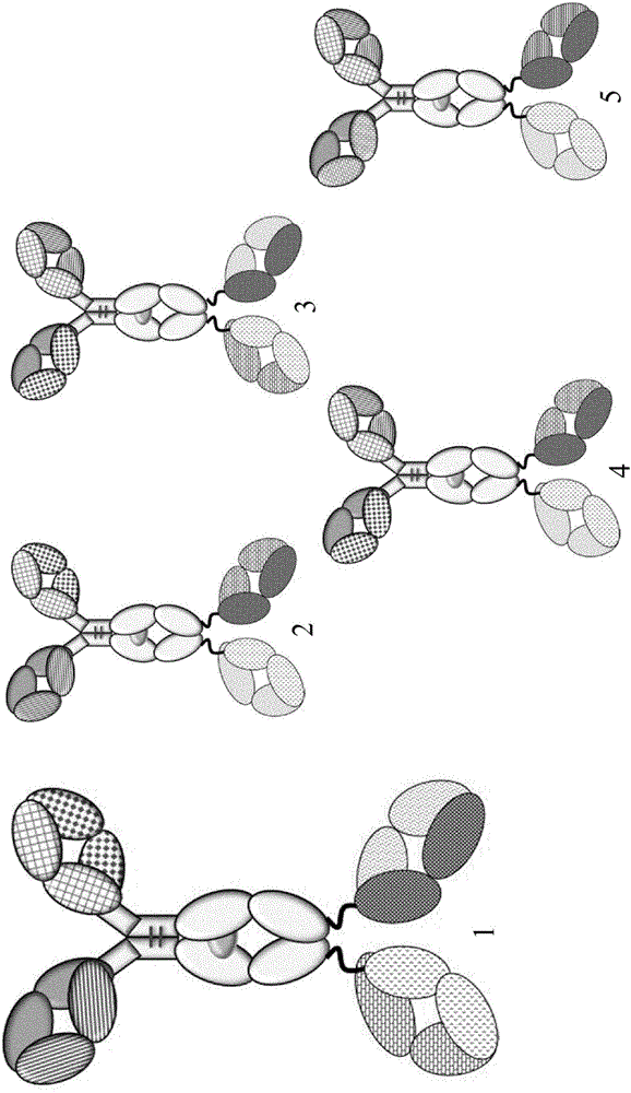 检测多特异性抗体轻链错配的方法与流程