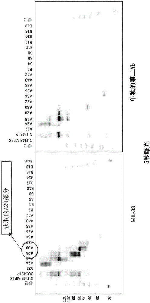 用于诊断的细胞表面前列腺癌抗原的制作方法与工艺