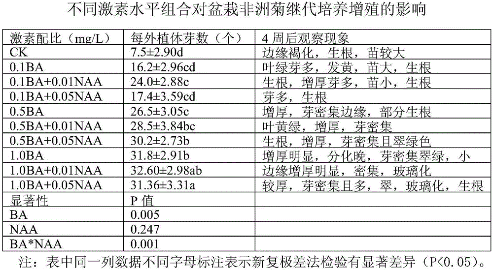 一種盆栽非洲菊組織培養(yǎng)快速繁殖方法與流程