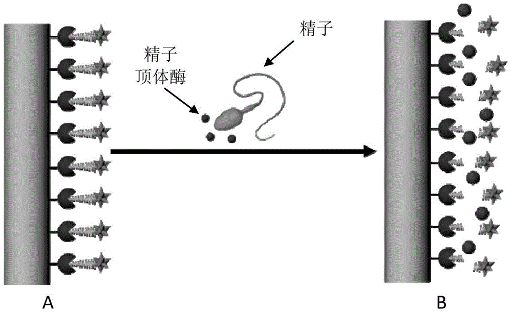 基于電化學檢測精子頂體酶活性的方法及試劑盒與流程