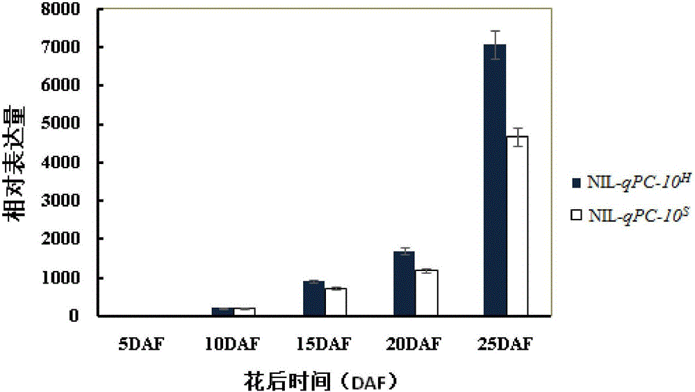 一種提高粳稻稻米蛋白質(zhì)含量的基因及應(yīng)用的制作方法與工藝