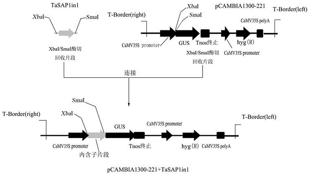 小麦TaSAP1基因的内含子TaSAP1in1序列及其应用的制作方法与工艺