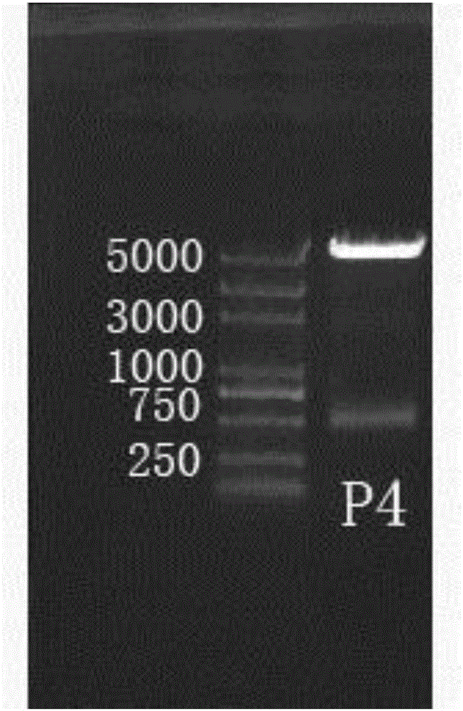 一种Purα基因片段P4及其应用的制作方法与工艺