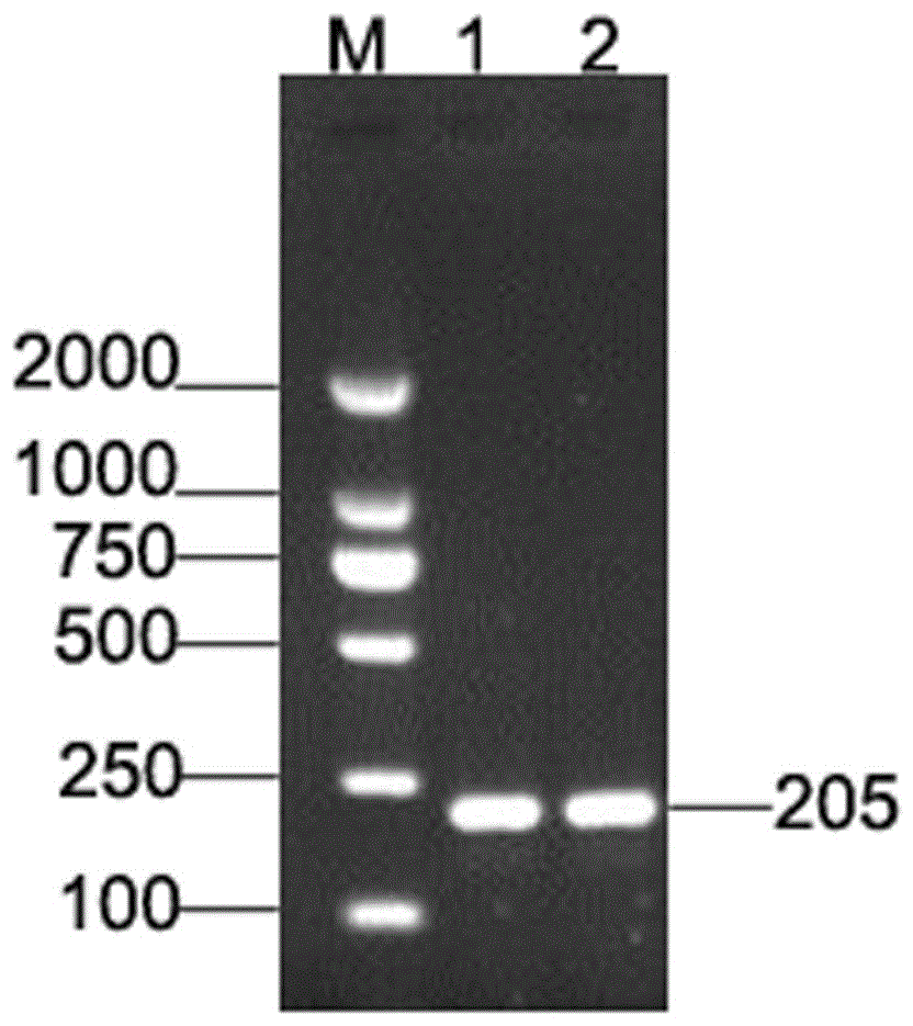 猪HOXA1基因的两个CDS区及其检测方法与流程