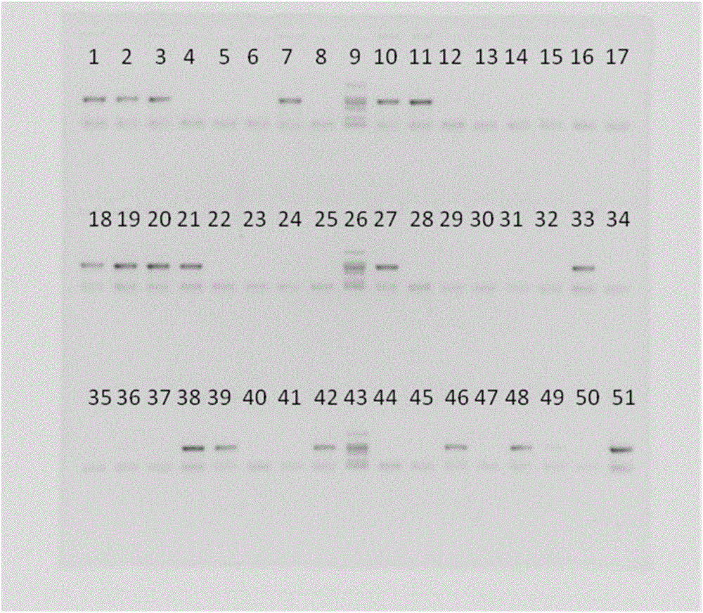 一种建立农杆菌介导灯盏花高效转染体系的方法与流程