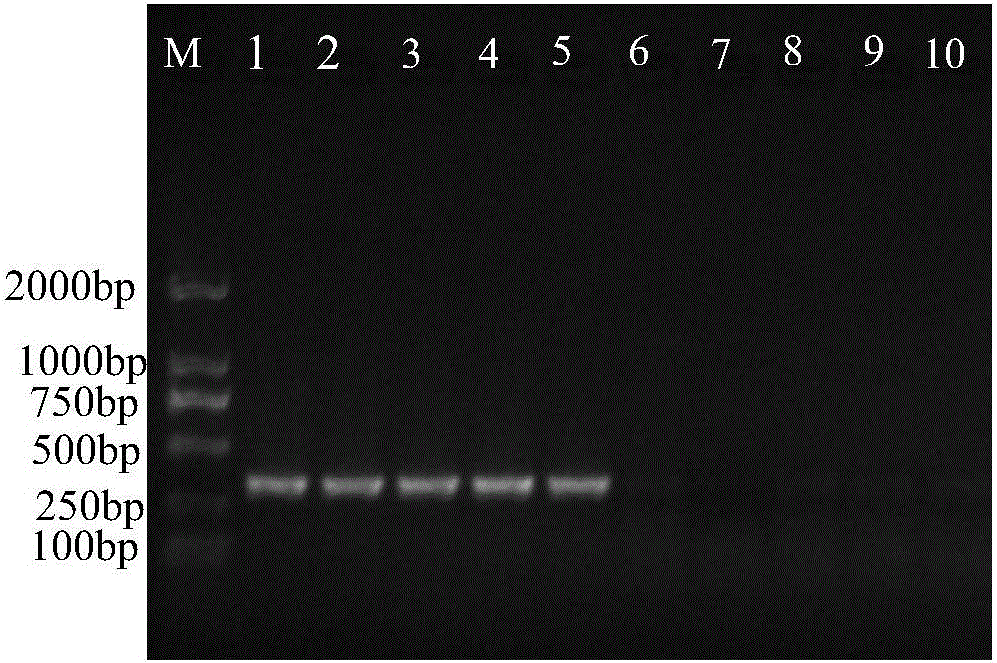 一種鑒定香蕉枯萎病抗性的SCAR分子標(biāo)記及其鑒定方法與流程