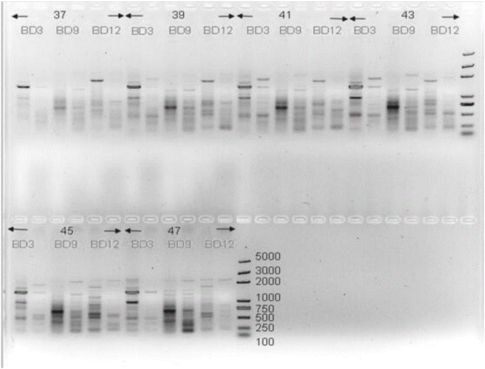 一種鑒別百合品種黃天霸的PCR引物對(duì)、試劑盒和方法與流程