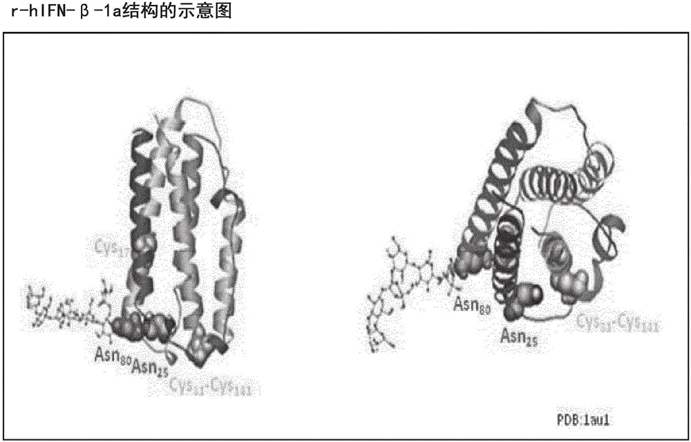 新型IFN‑β蛋白类似物的制作方法与工艺
