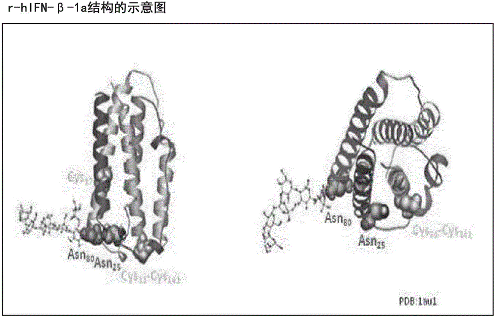 新型IFN?β蛋白類似物的制作方法與工藝