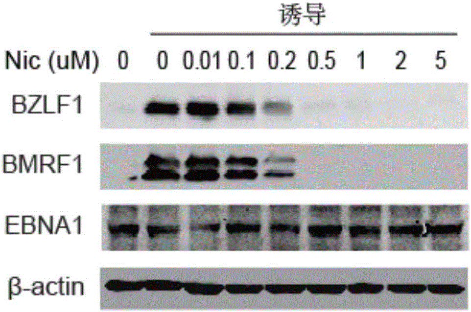 氯硝柳胺在制备抗致瘤疱疹病毒药物中的应用的制作方法与工艺