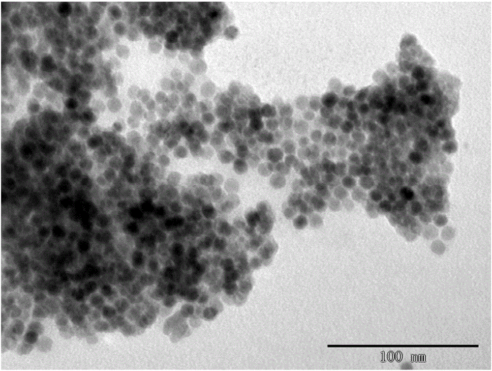 Fe3O4磁性纳米粒子在制备抗衰老剂中的应用的制作方法与工艺