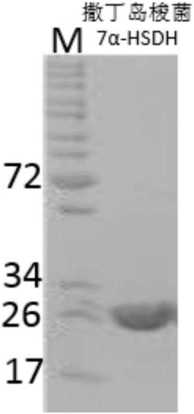 新的7α‑羟基类固醇脱氢酶基因S1‑a‑2的制作方法与工艺