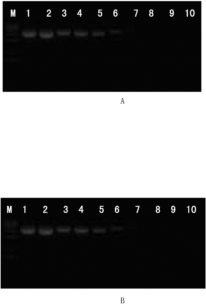 一種檢測北美H3N1亞型豬流感病毒的引物組及其應(yīng)用的制作方法與工藝