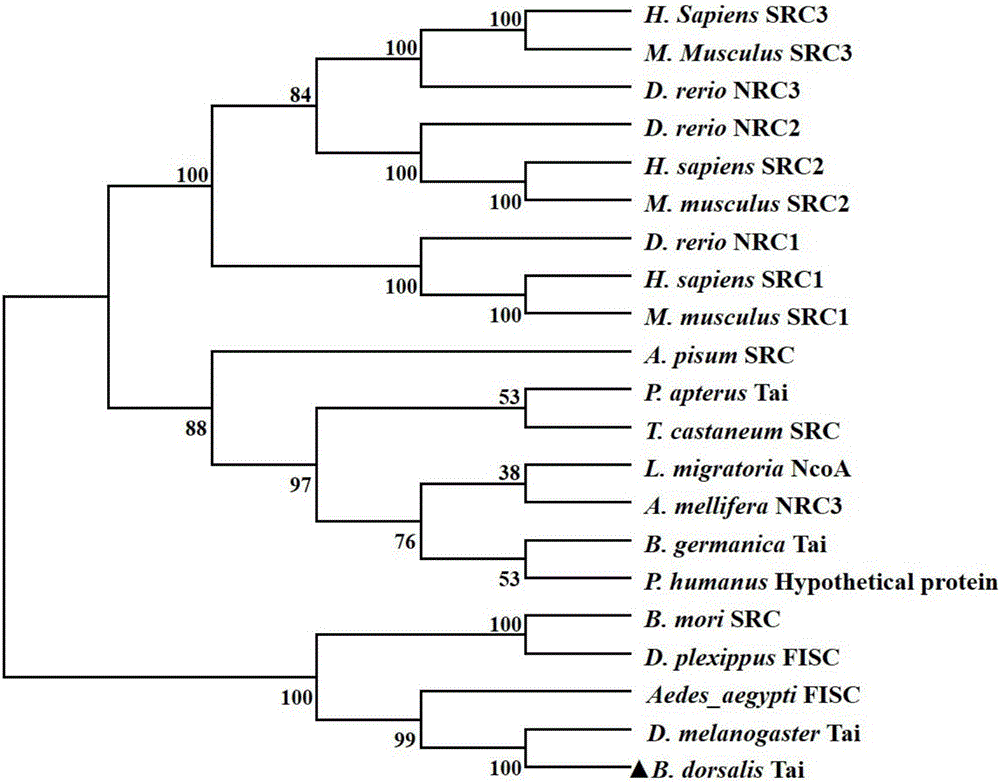 桔小实蝇Taiman基因和其qRT‑PCR检测方法以及其siRNA与流程