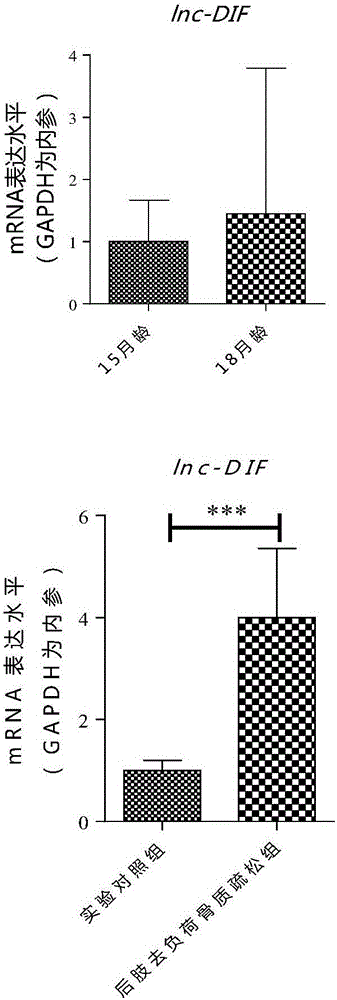 長鏈非編碼RNA lnc?DIF的應(yīng)用的制作方法與工藝