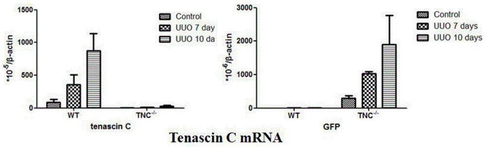 Tenascin-C在制備診斷和治療腎臟損傷制劑中的應(yīng)用的制作方法與工藝