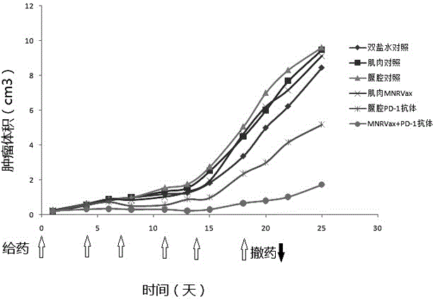 免疫監(jiān)測點阻斷藥物和腫瘤疫苗聯(lián)合的制藥用途的制作方法與工藝