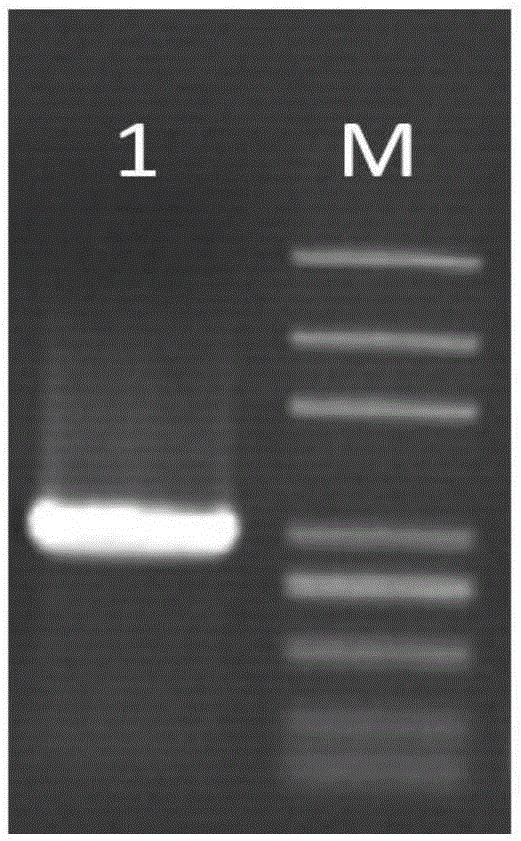 一種雜交構樹轉錄因子BpSEM及其編碼基因與應用的制作方法與工藝