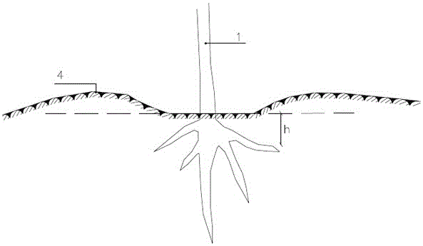 园林绿化中植物根部防护结构的制作方法与工艺