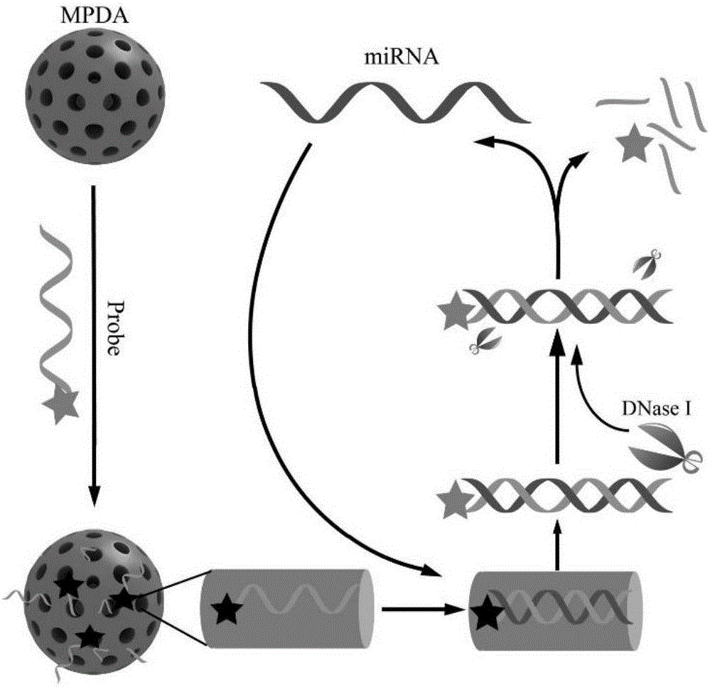 基于介孔颗粒的荧光适配体检测microRNA方法与流程