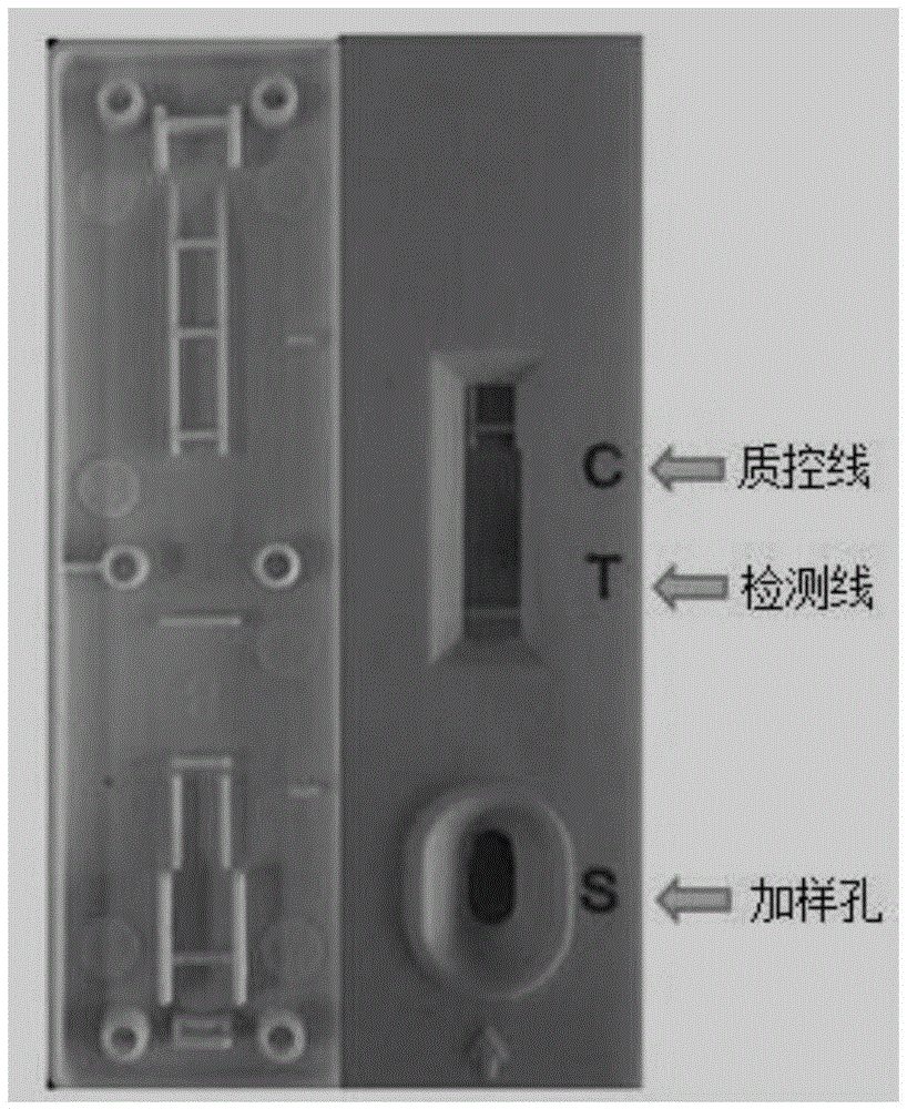 定量檢測(cè)前白蛋白的免疫層析方法、試紙條的制備和應(yīng)用與流程