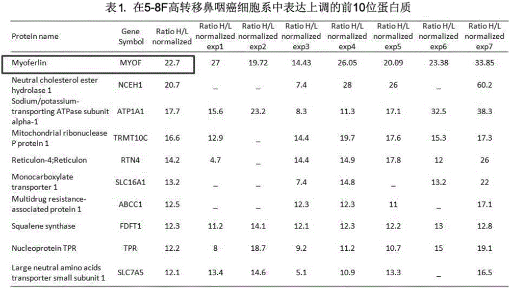 Myoferlin及其特异性抗体在制备检测鼻咽癌试剂盒中的应用的制作方法与工艺