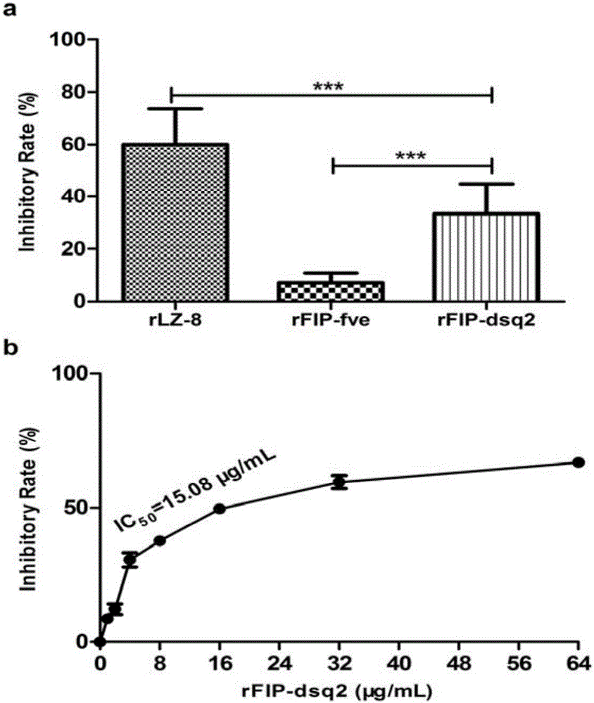 一种真菌免疫调节蛋白FIP‑dsq2及其应用的制作方法与工艺