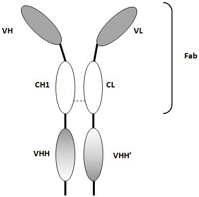具有融合至常规Fab片段的单域抗原结合片段的二价抗体的制作方法与工艺