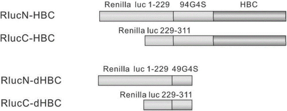 分裂的海肾荧光素酶和HBC的融合蛋白及其应用的制作方法与工艺