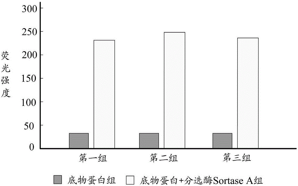 检测Sortase A活性的底物蛋白、表达载体、构建方法及应用与流程