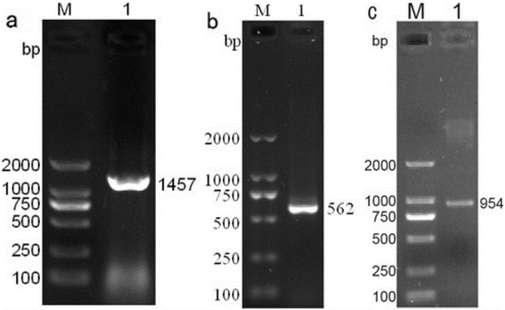 齐口裂腹鱼HSP90基因的cDNA全长序列及其用途的制作方法与工艺