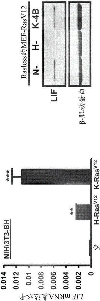 通過抗hLIF抗體靶向K?RAS介導的信號轉導通路和惡性腫瘤的制作方法與工藝