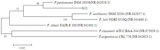 一株戊糖片球菌G11及其篩選與應(yīng)用的制作方法與工藝