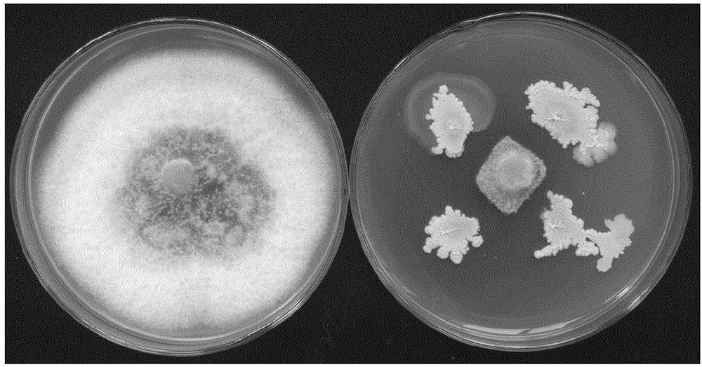 一株解淀粉芽孢桿菌JNC2及其菌劑的制備方法和應(yīng)用與流程