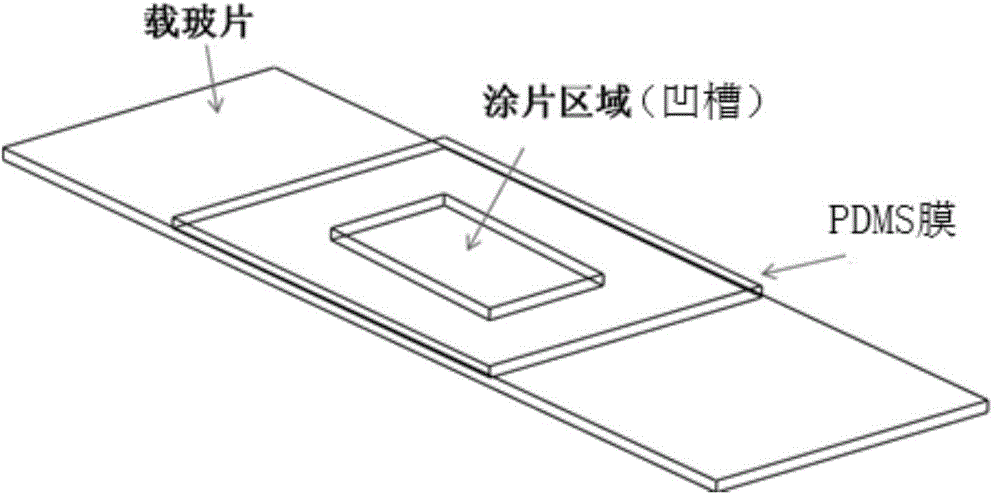 自动识别稀有细胞的方法及系统与流程