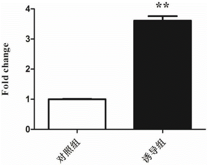 一種誘導(dǎo)雞前脂肪細(xì)胞分化的CBH培養(yǎng)基及其分化方法與流程