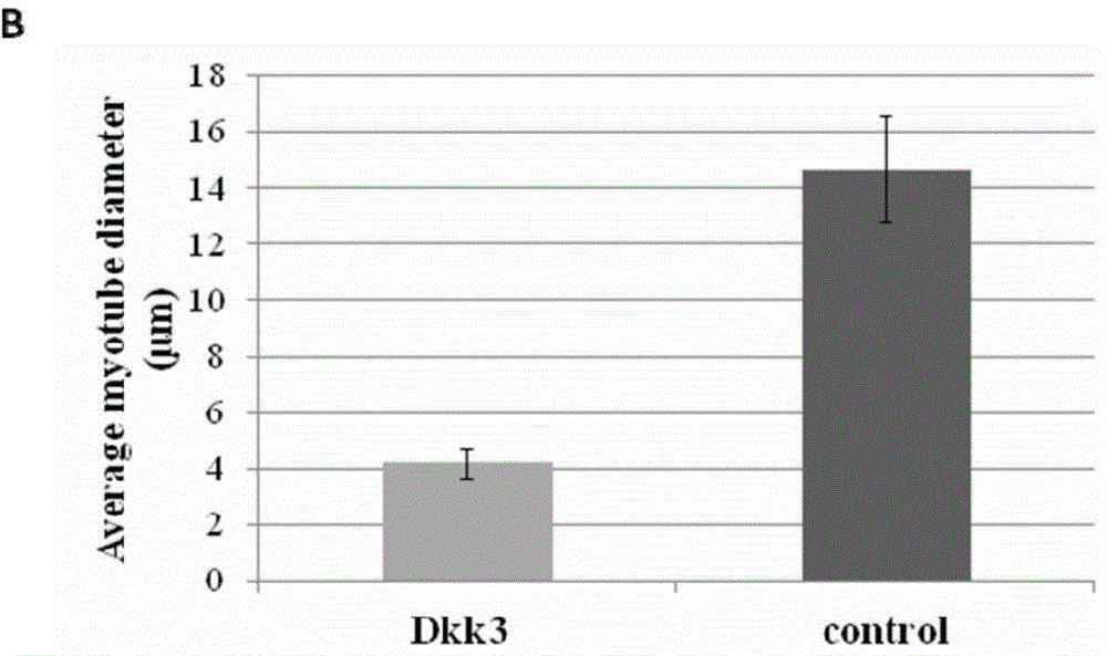 过表达Dkk-3诱导的肌肉萎缩模型及其应用的制作方法与工艺