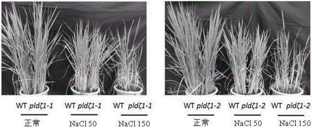 磷脂酶PLDζ1基因在提高植物耐盐性中的应用的制作方法与工艺